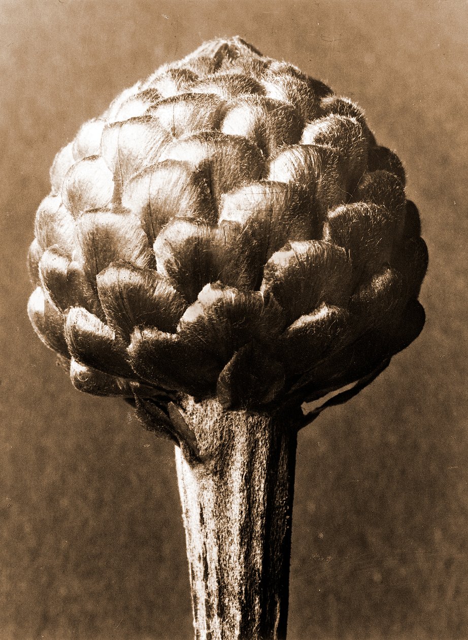 Cynara cardunculus 1929 da Karl Blossfeldt