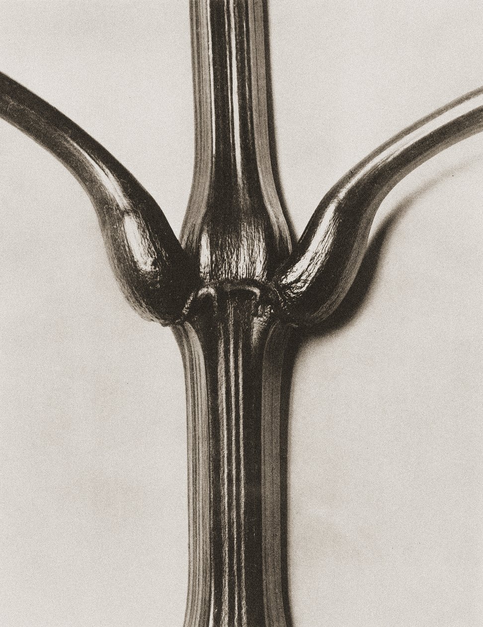 Impatiens glandulifera, 1929 da Karl Blossfeldt