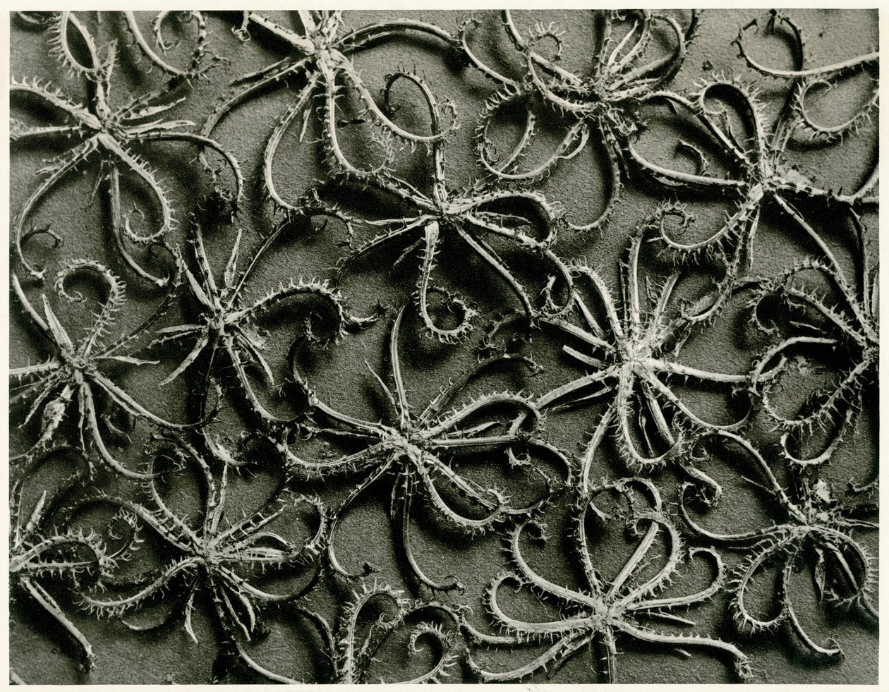 Koelpinia Linearis da Karl Blossfeldt