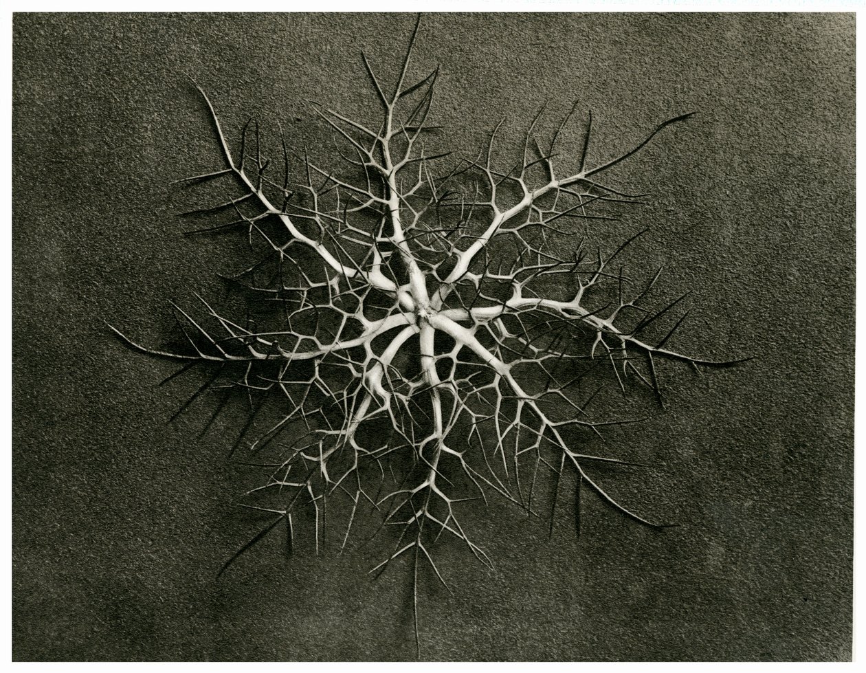 Nigella Damascena, 1929 da Karl Blossfeldt