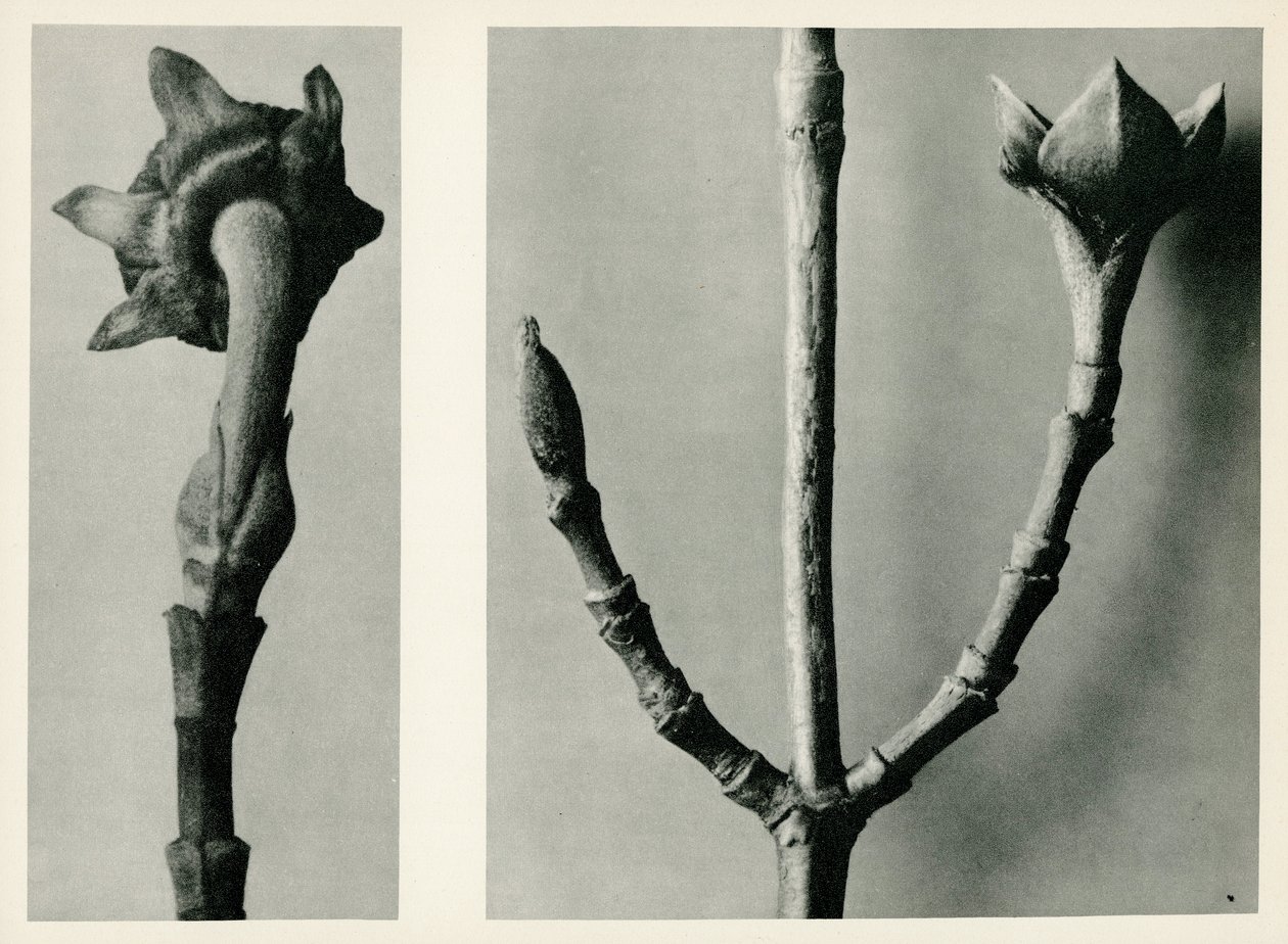 Studio senza titolo, 1929 da Karl Blossfeldt