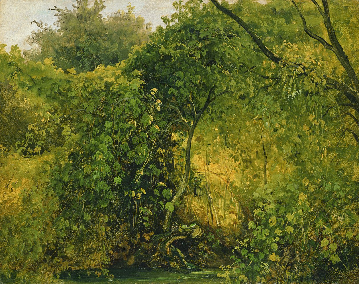 Cespugli a Pillnitz, c.1818-28 da Karl Gustav Carus