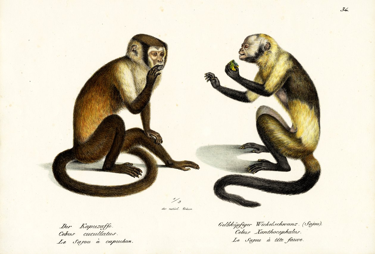 Scimmia cappuccina, 1824 da Karl Joseph Brodtmann