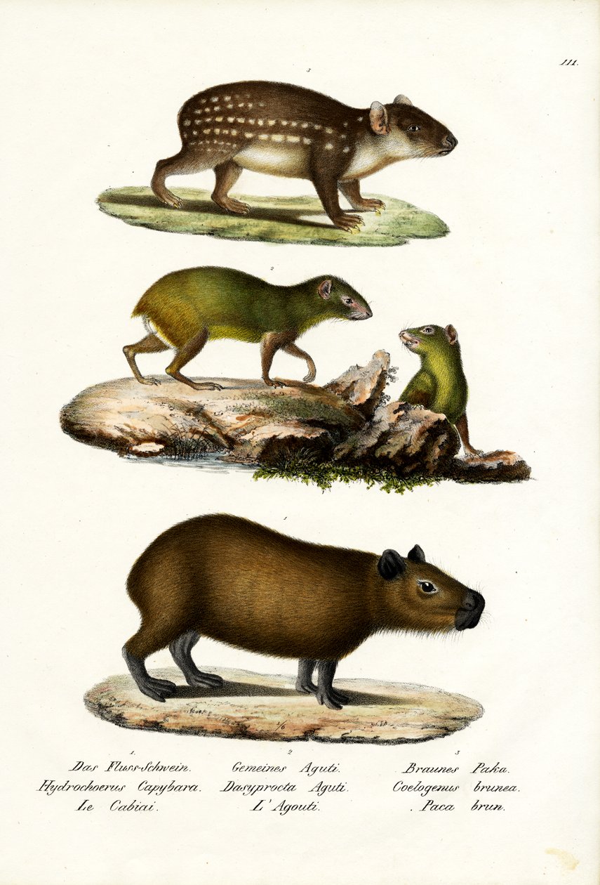 Capibara, 1824 da Karl Joseph Brodtmann