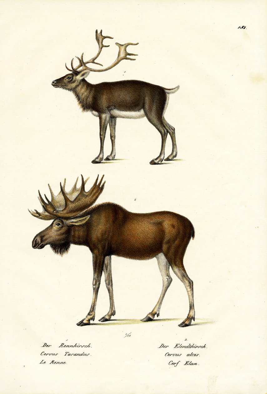 Caribù, 1824 da Karl Joseph Brodtmann