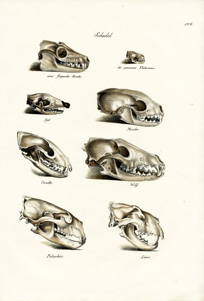 Teschi di carnivori, 1824 da Karl Joseph Brodtmann