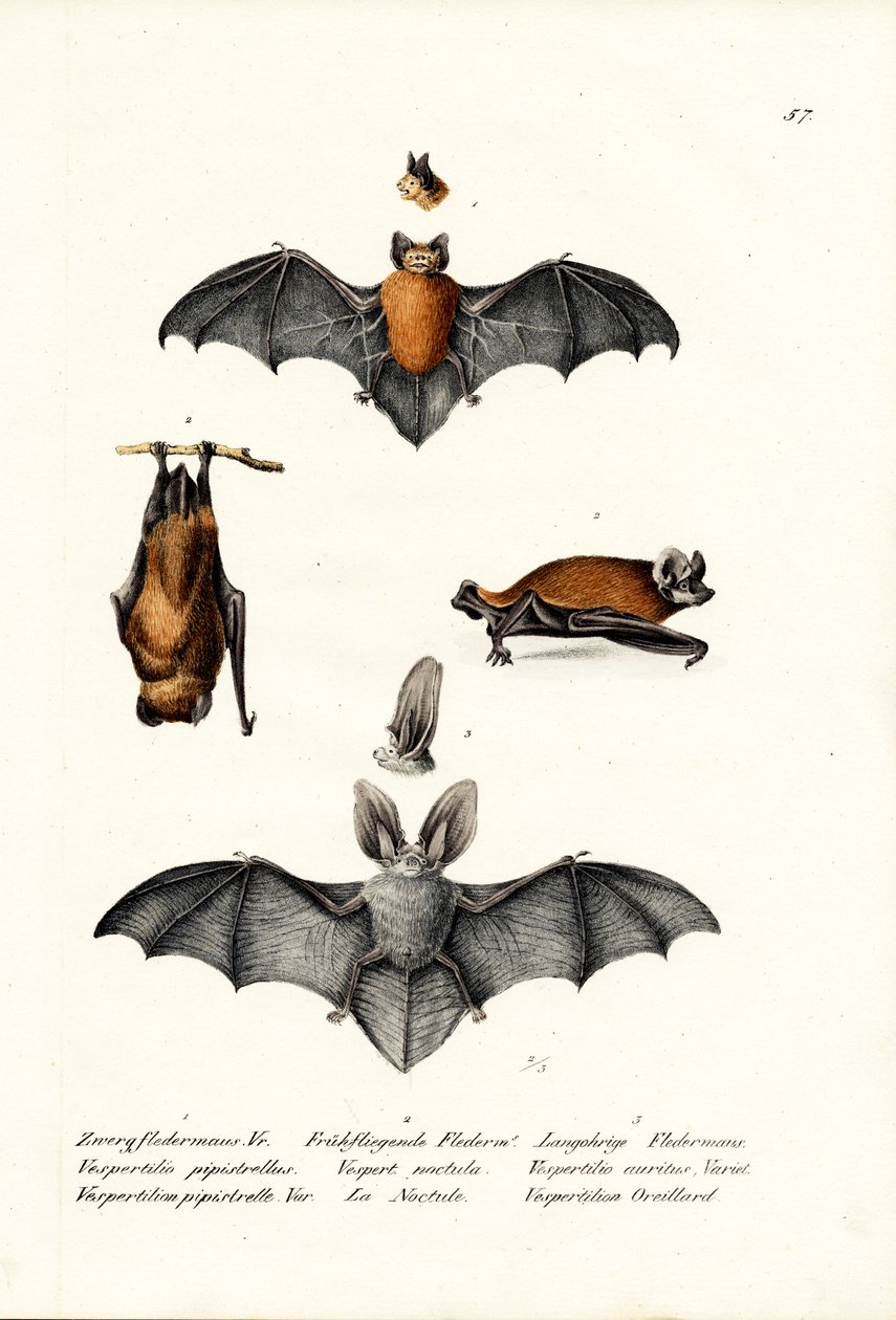Pipistrello comune, 1824 da Karl Joseph Brodtmann