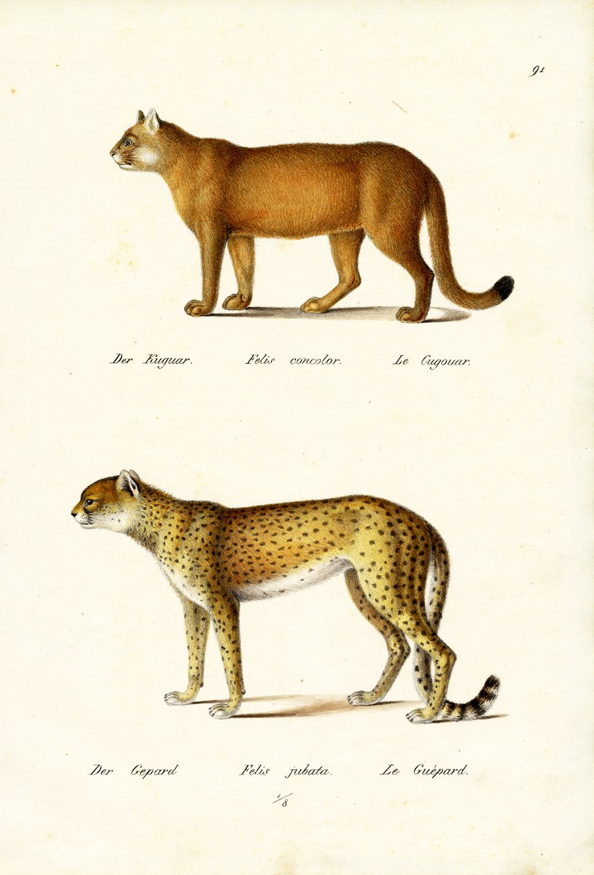 Puma, 1824 da Karl Joseph Brodtmann