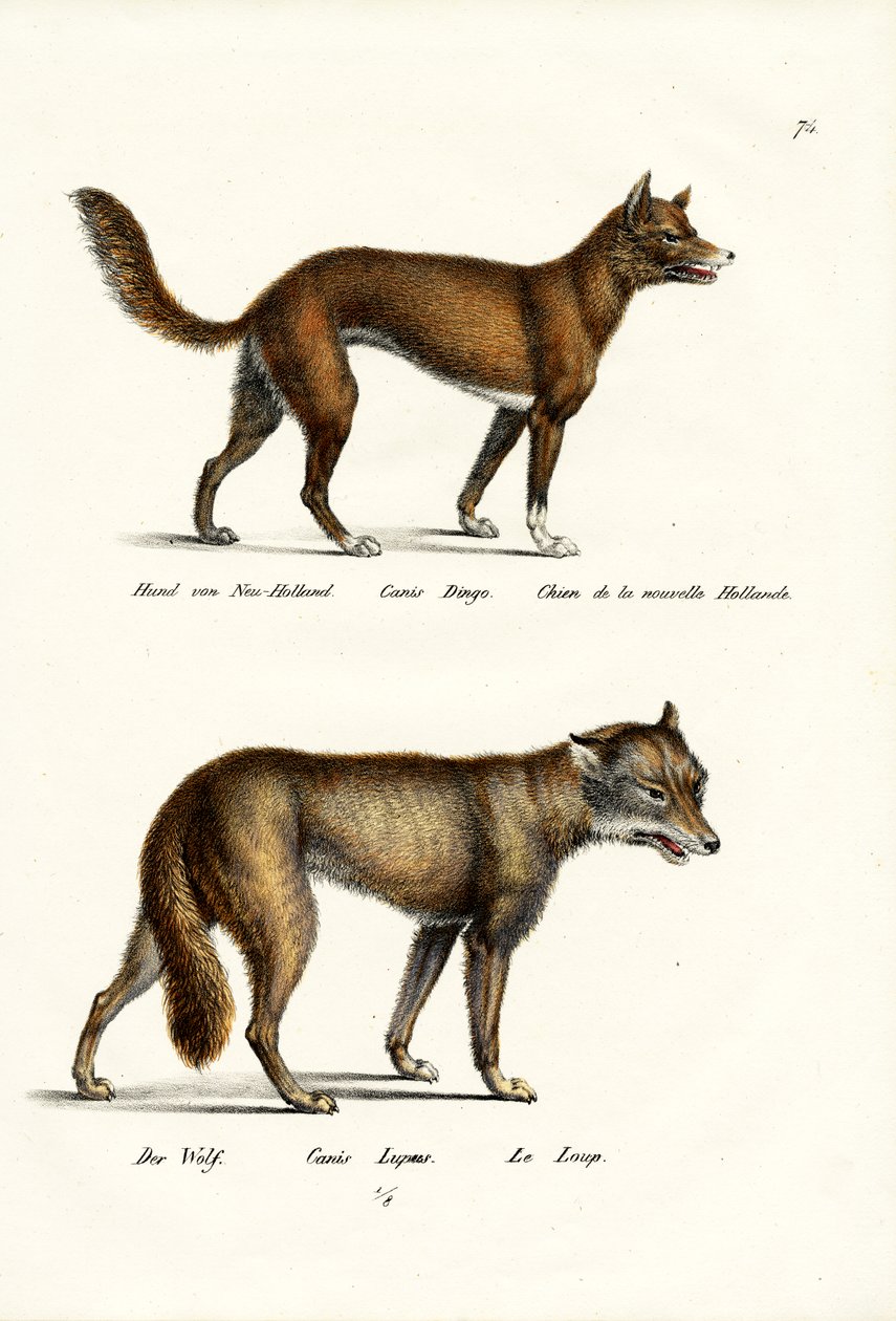 Dingo, 1824 da Karl Joseph Brodtmann