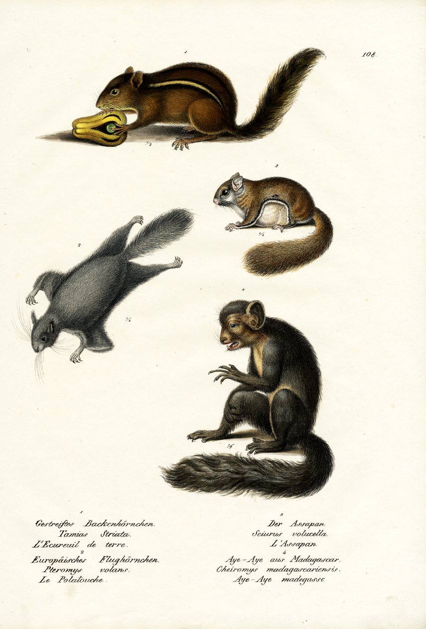 Tamia orientale, 1824 da Karl Joseph Brodtmann