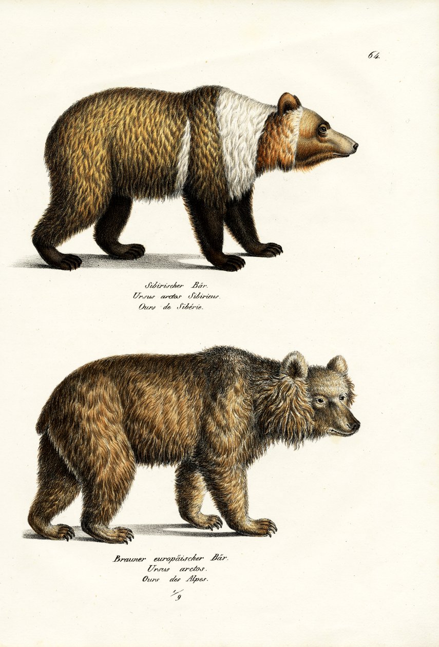 Orso bruno europeo, 1824 da Karl Joseph Brodtmann