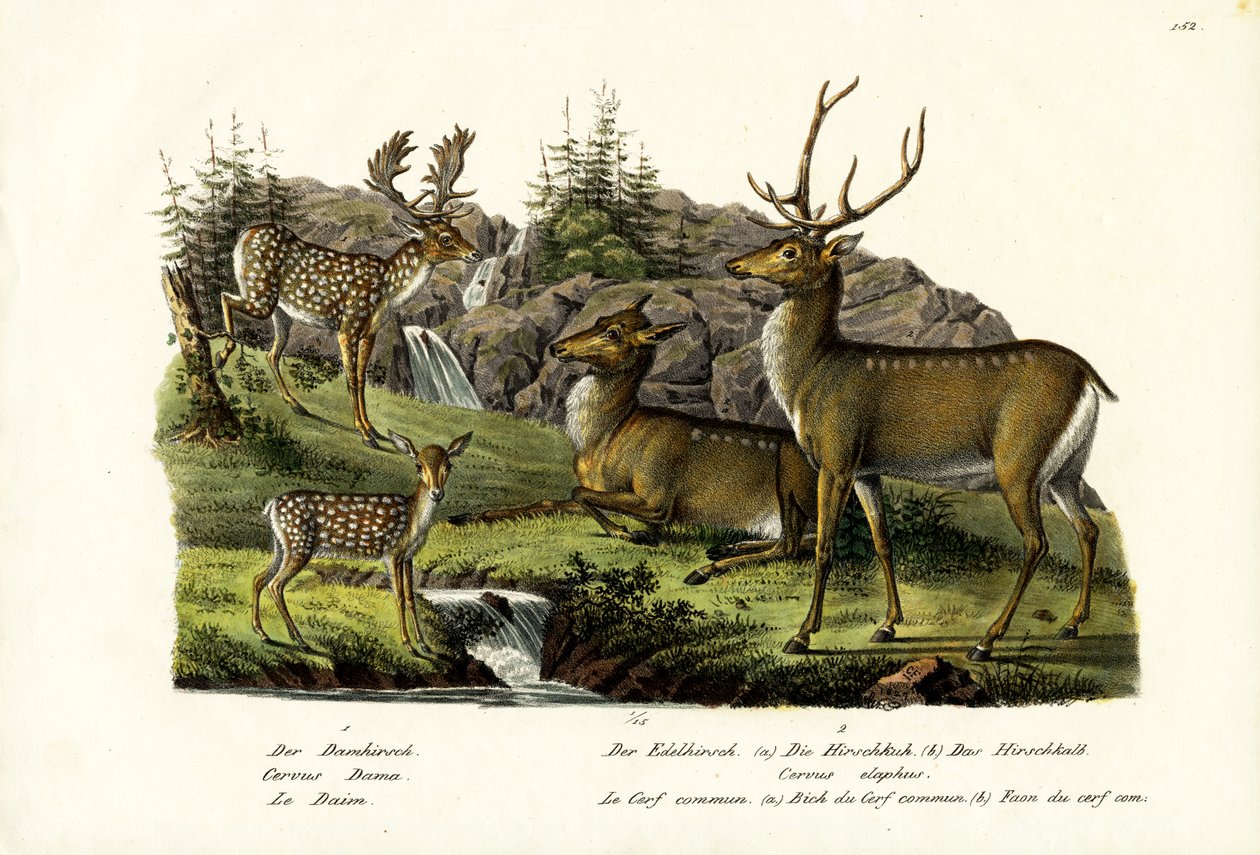 Daino, 1824 da Karl Joseph Brodtmann
