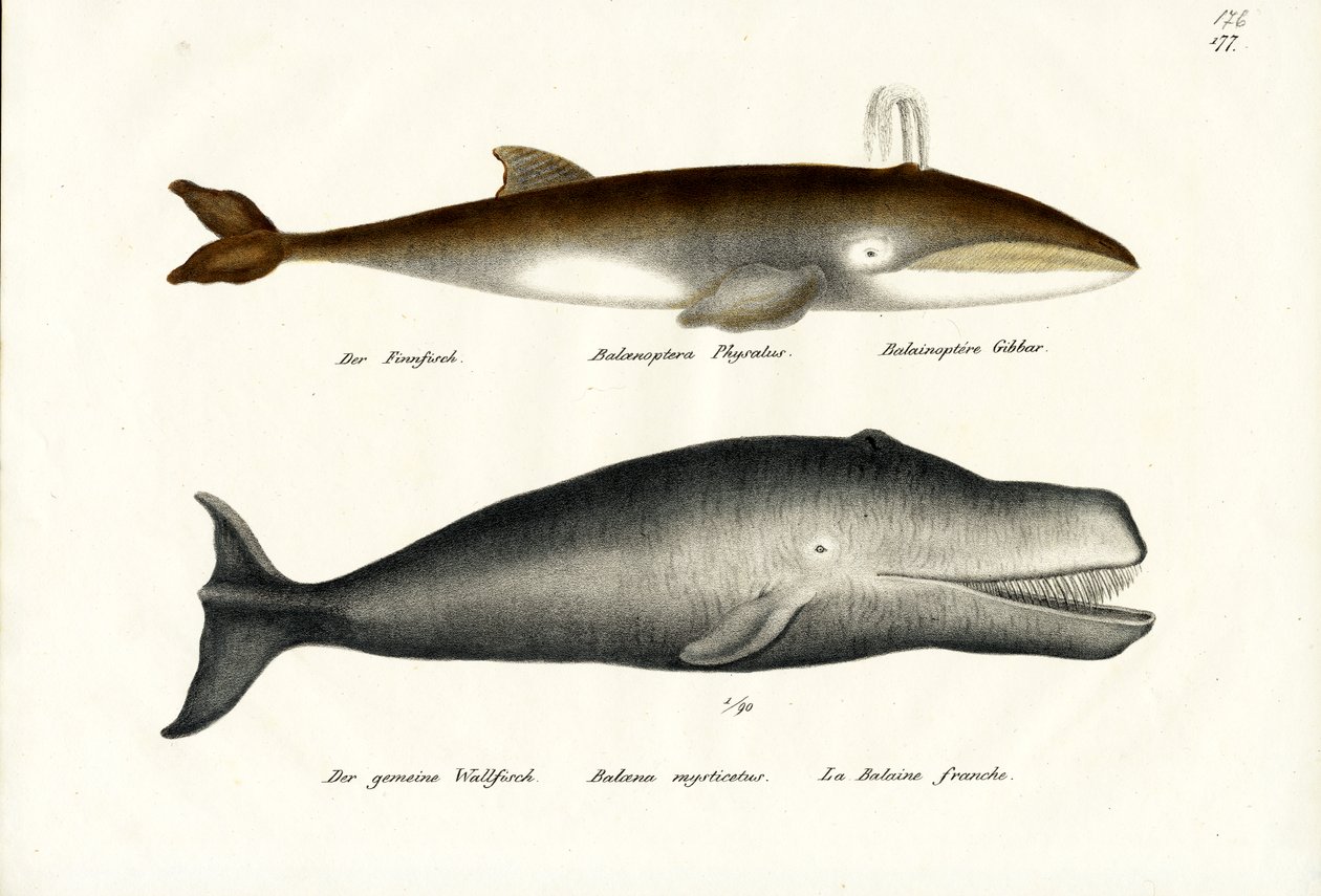 Balenottera comune, 1824 da Karl Joseph Brodtmann