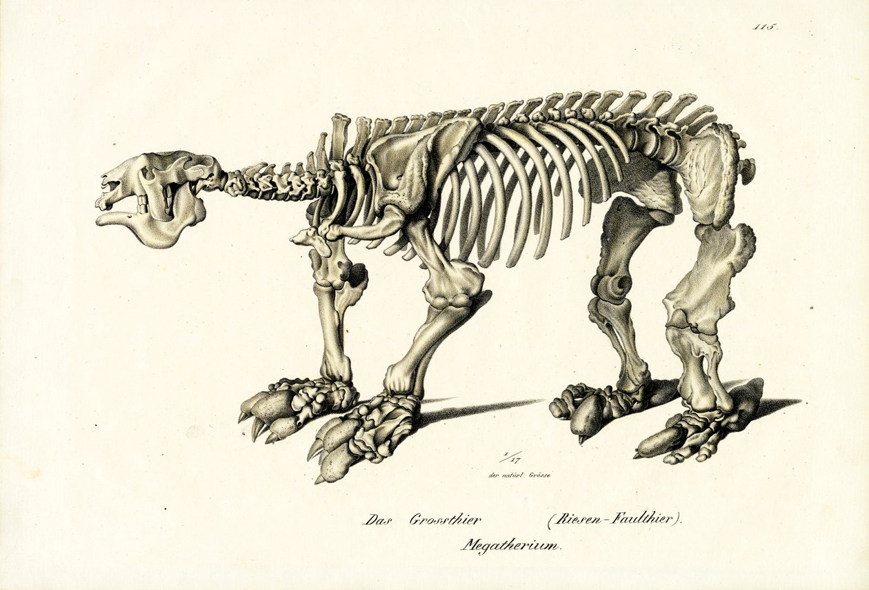 Bradipo gigante, 1824 da Karl Joseph Brodtmann