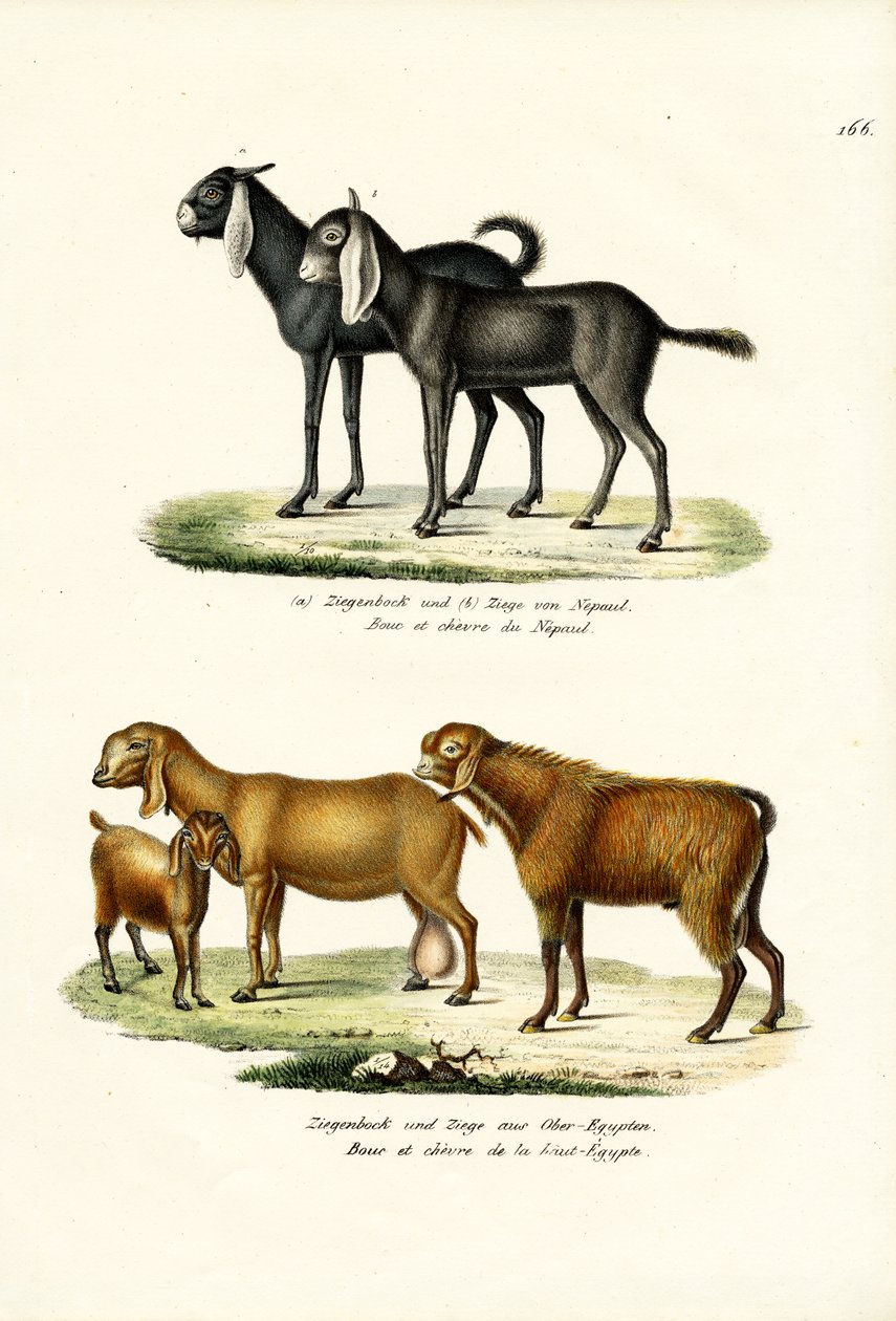 Capra, 1824 da Karl Joseph Brodtmann