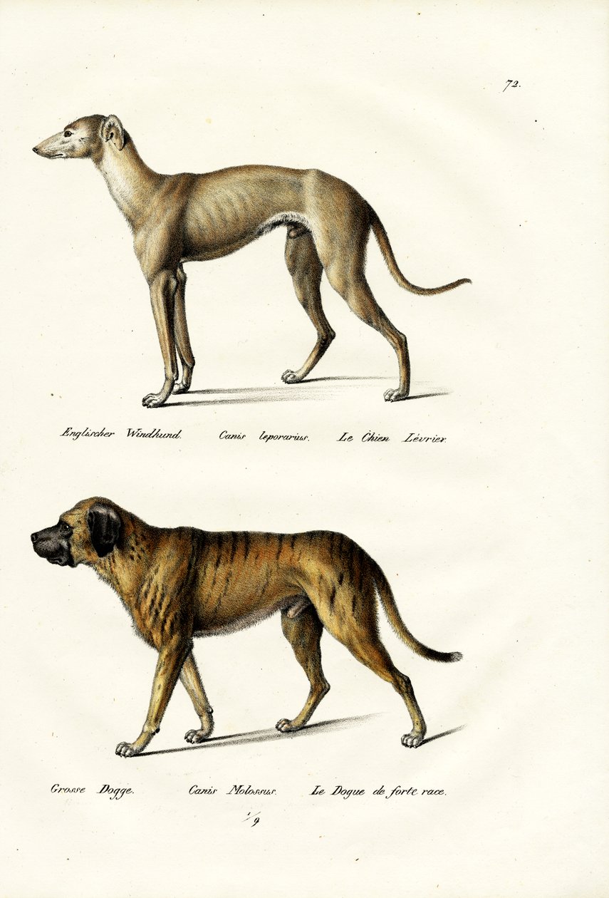 Levriero, 1824 da Karl Joseph Brodtmann