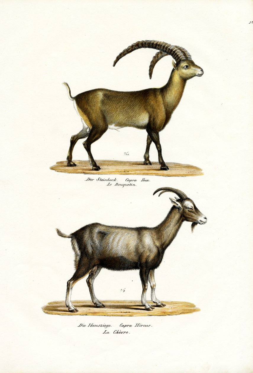 Stambecco, 1824 da Karl Joseph Brodtmann