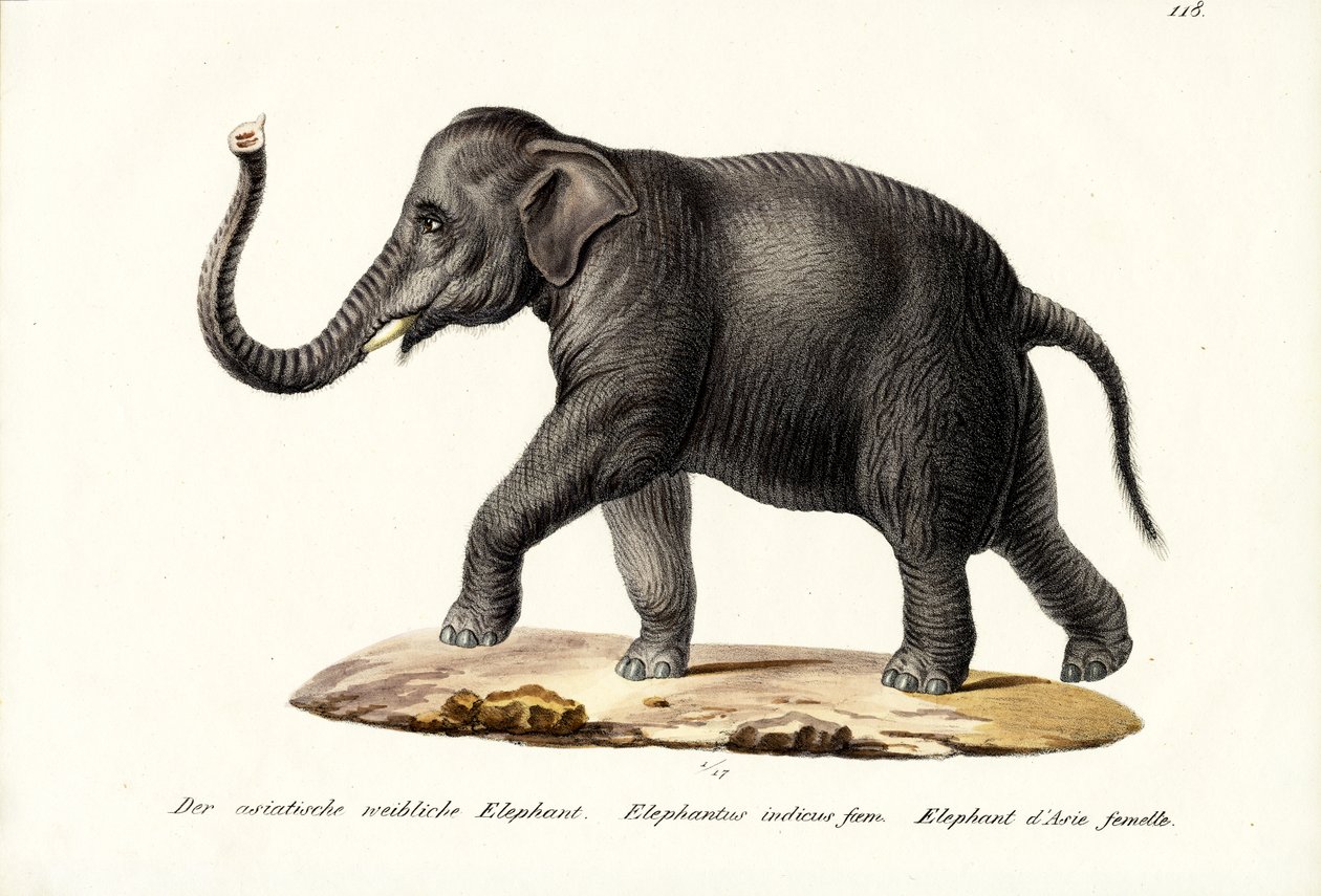 Elefante indiano, 1824 da Karl Joseph Brodtmann