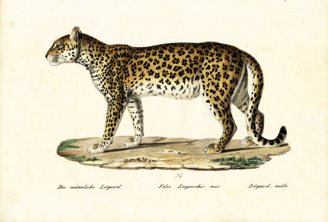 Leopardo, 1824 da Karl Joseph Brodtmann