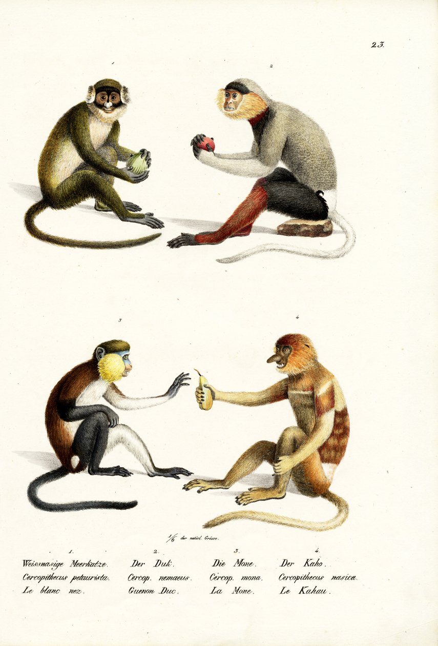 Scimmia dal naso bianco minore, 1824 da Karl Joseph Brodtmann