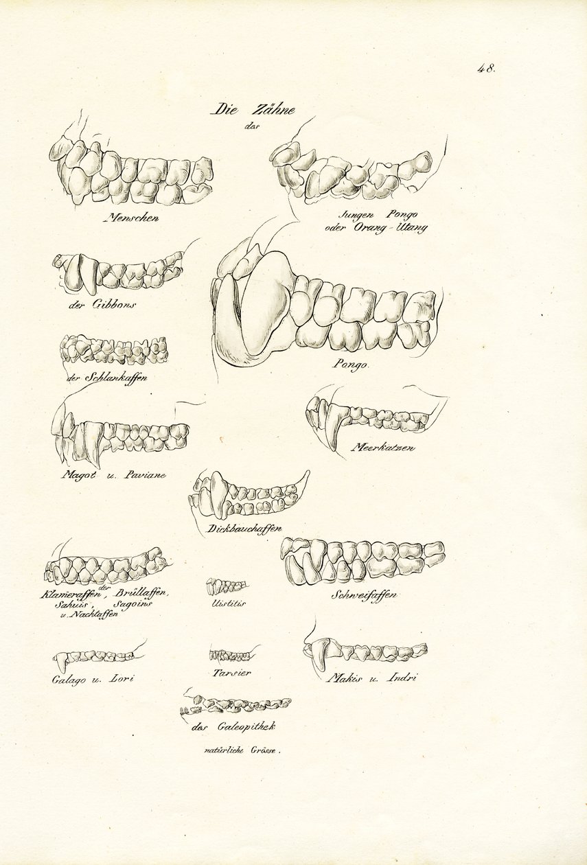 Denti di scimmia, 1824 da Karl Joseph Brodtmann