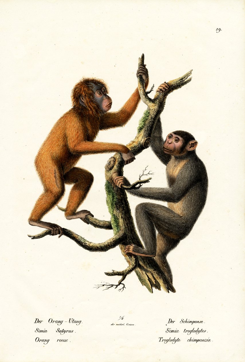 Orangutan, 1824 da Karl Joseph Brodtmann