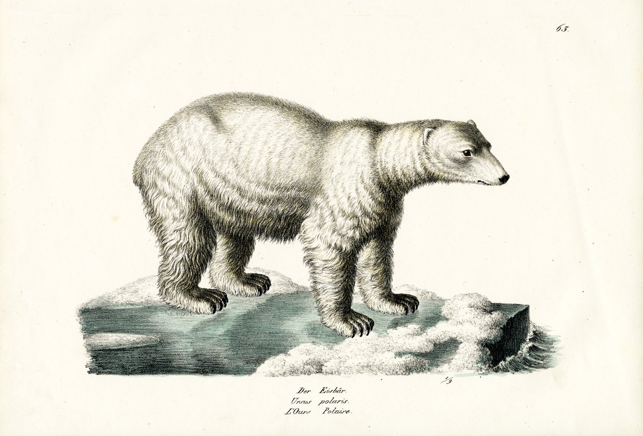 Orso polare, 1824 da Karl Joseph Brodtmann