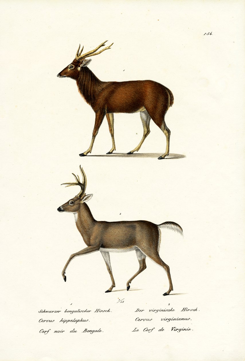 Cervo rosso, 1824 da Karl Joseph Brodtmann