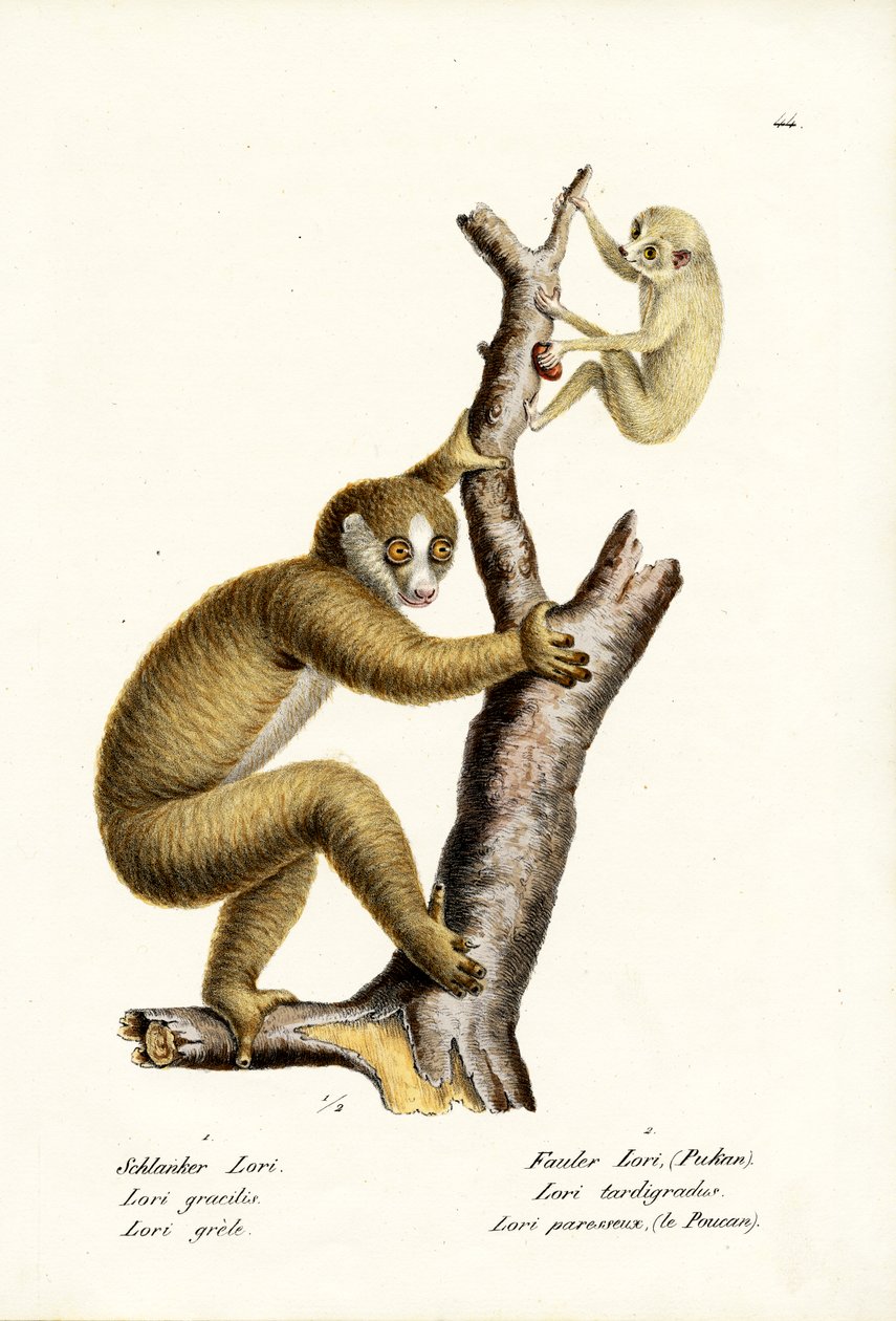 Loris snello, 1824 da Karl Joseph Brodtmann