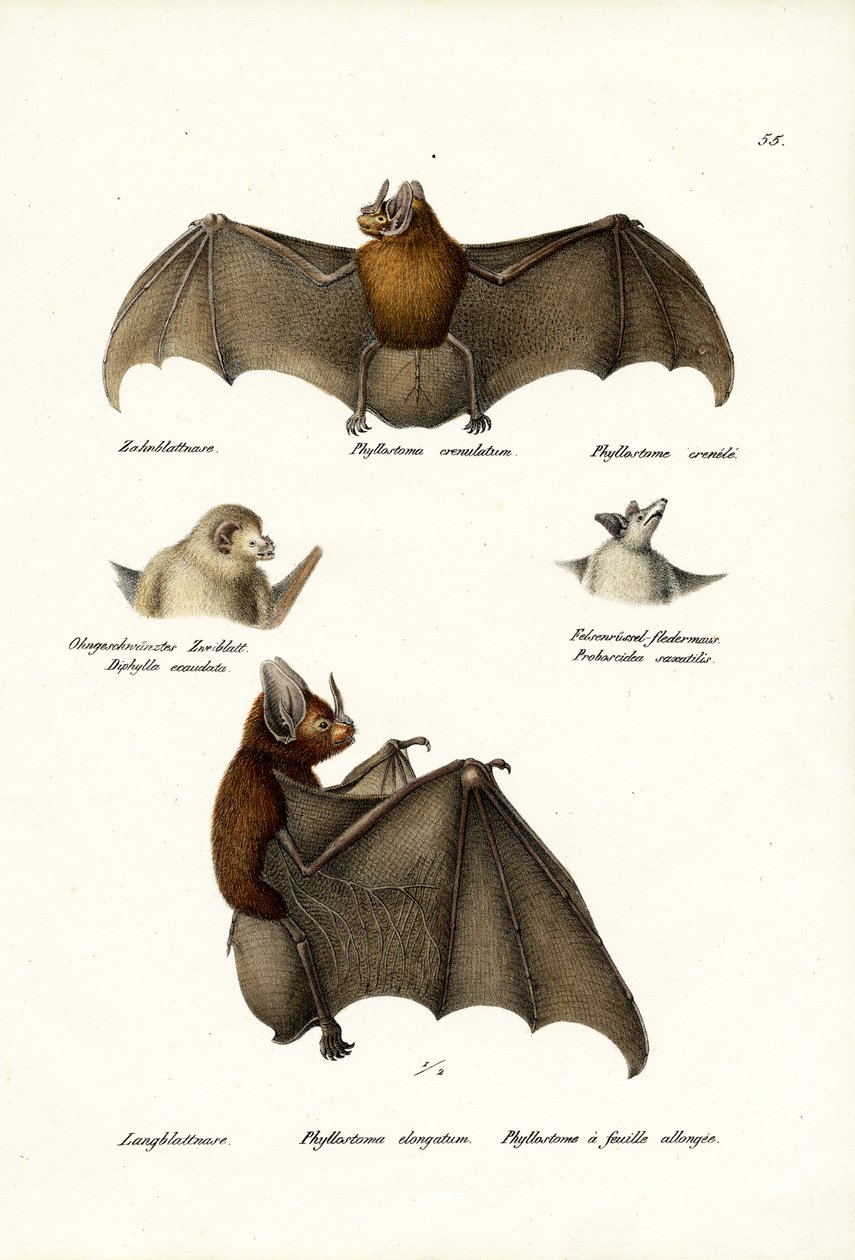Pipistrelli dal naso a lancia, 1824 da Karl Joseph Brodtmann