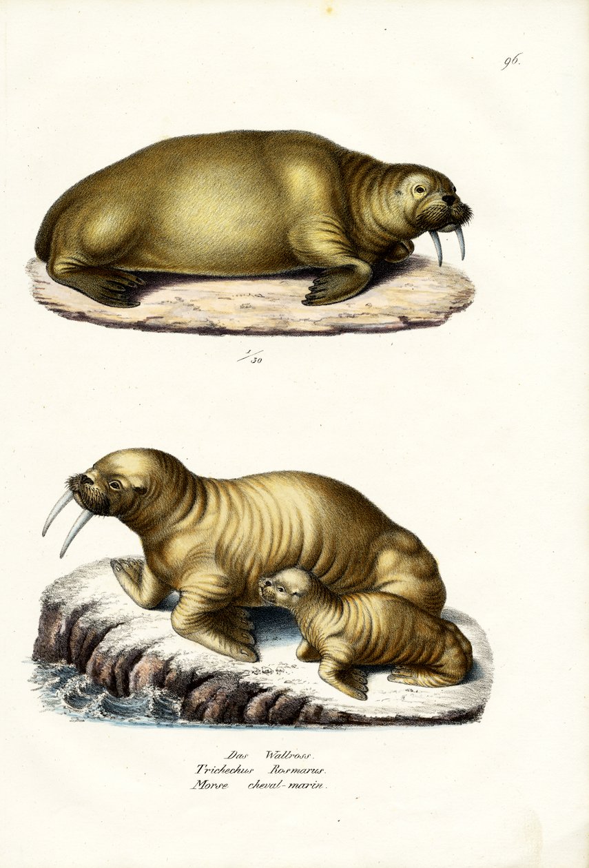 Tricheco, 1824 da Karl Joseph Brodtmann