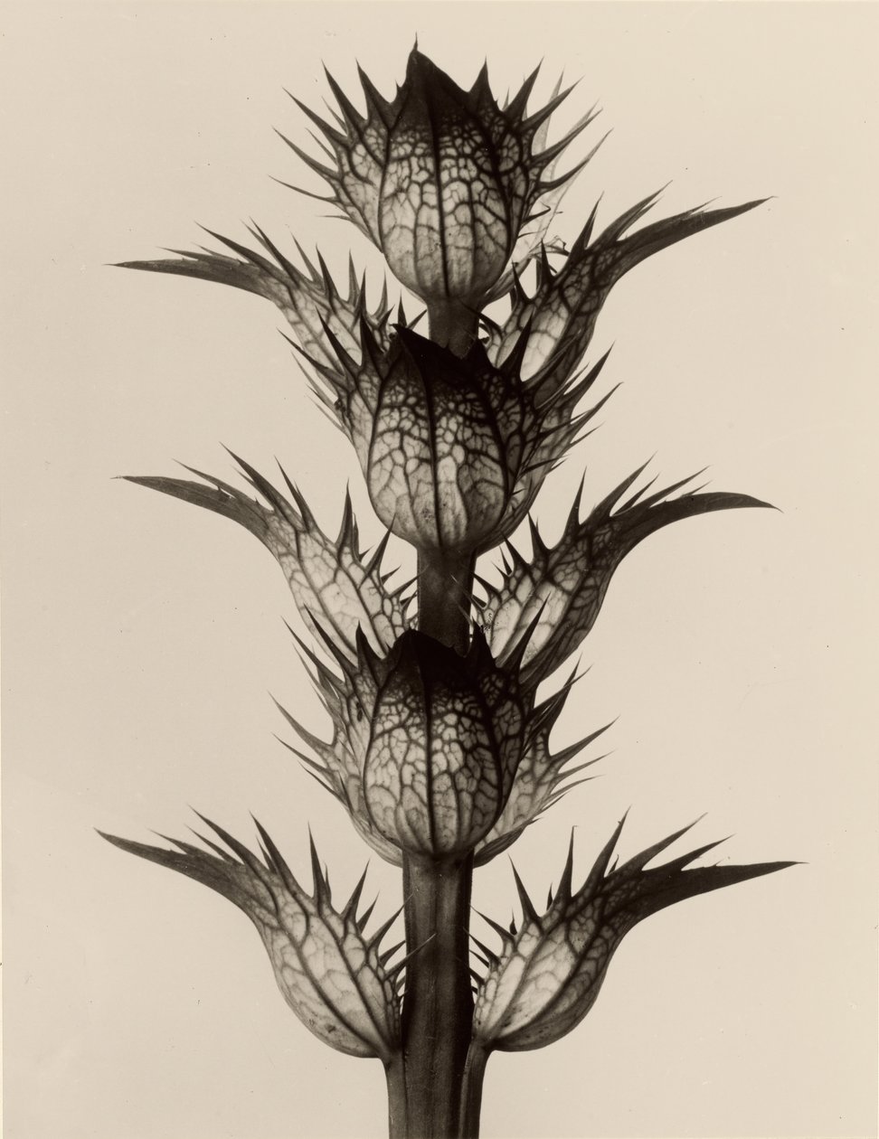 Acanthus mollis da Karl Blossfeldt
