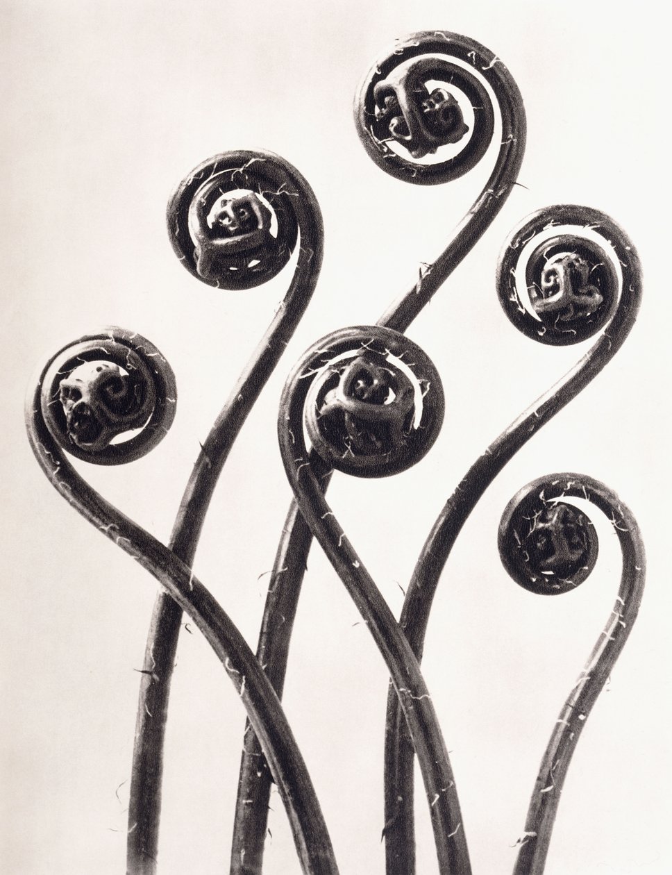 Adiantum Pedatum - Felce americana da Karl Blossfeldt