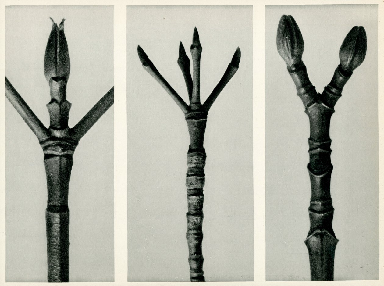 Cornus Nuttallii, 1929 da Karl Blossfeldt