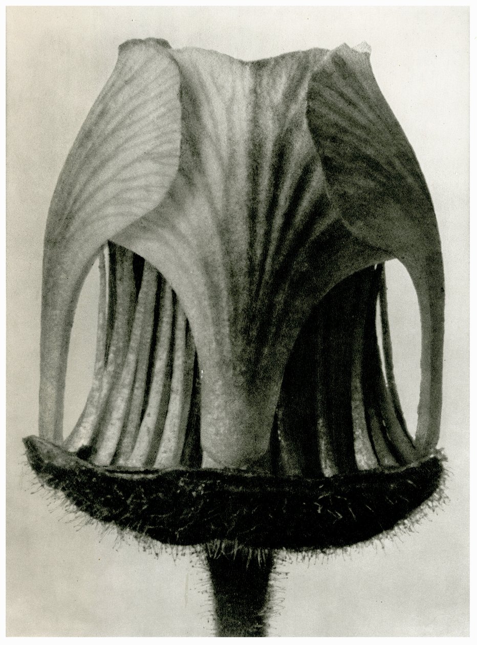Geum Rivale, 1929 da Karl Blossfeldt