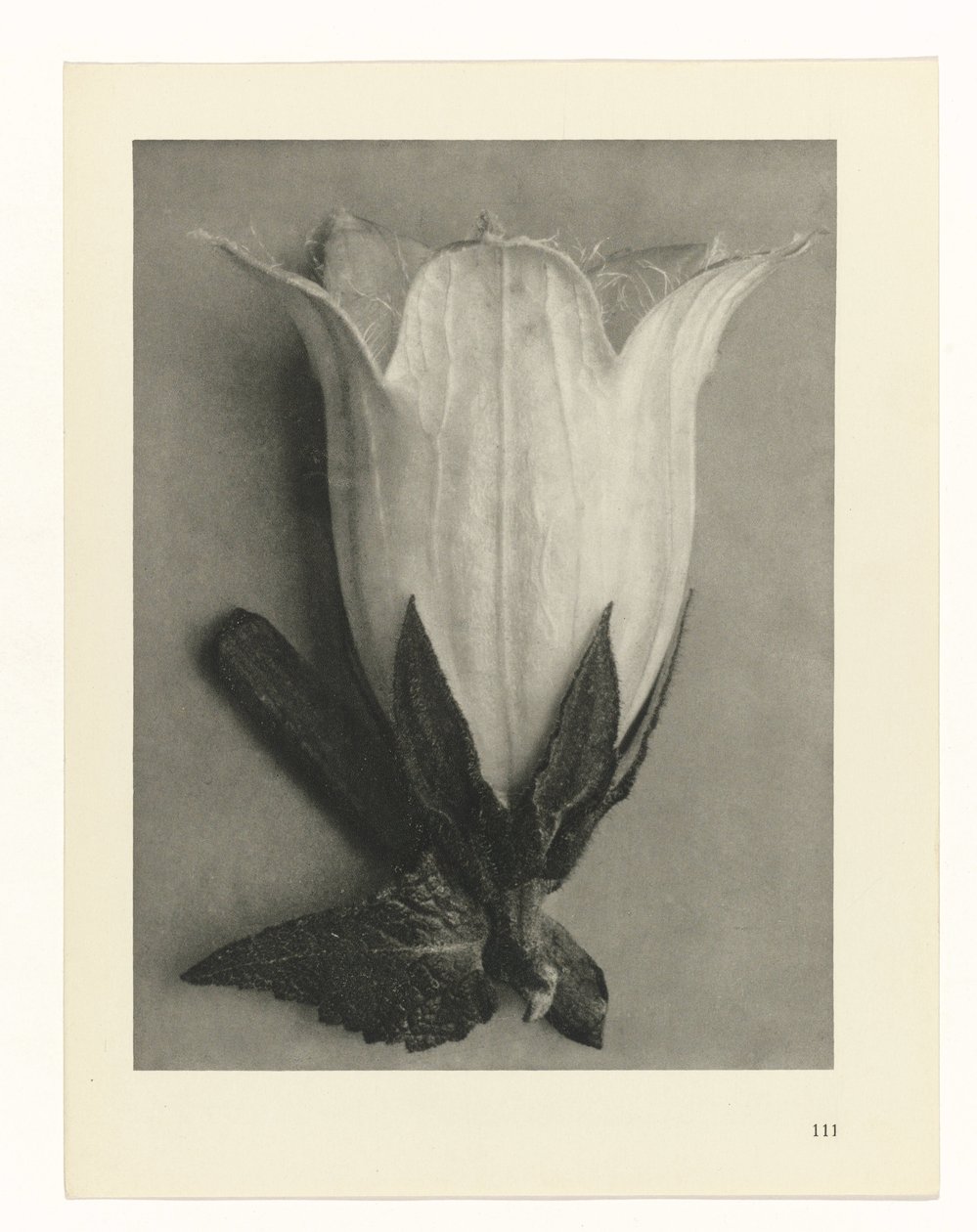 Studi di piante da Karl Blossfeldt