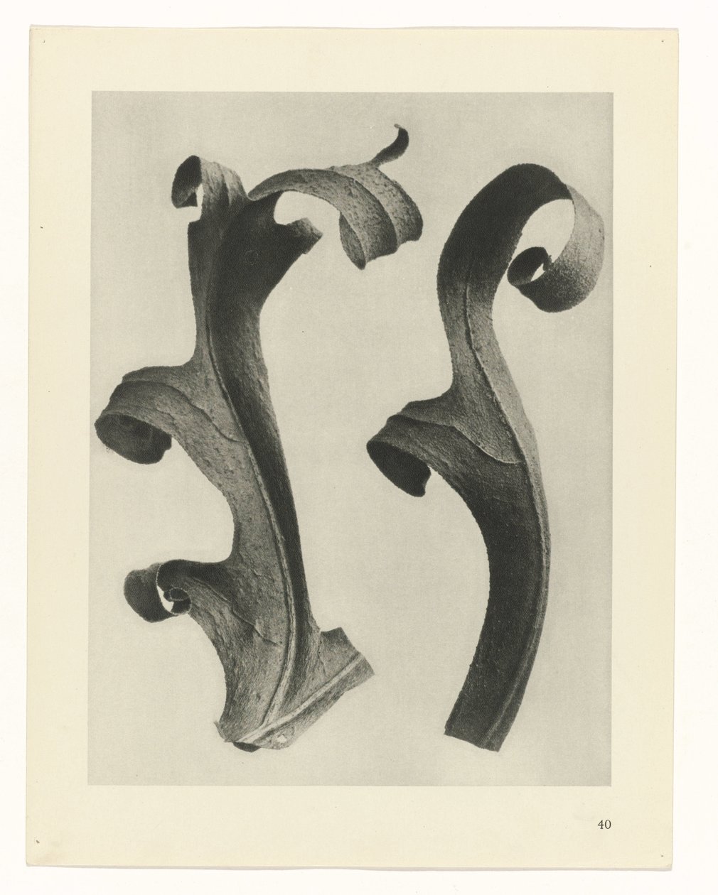 Studi di piante da Karl Blossfeldt