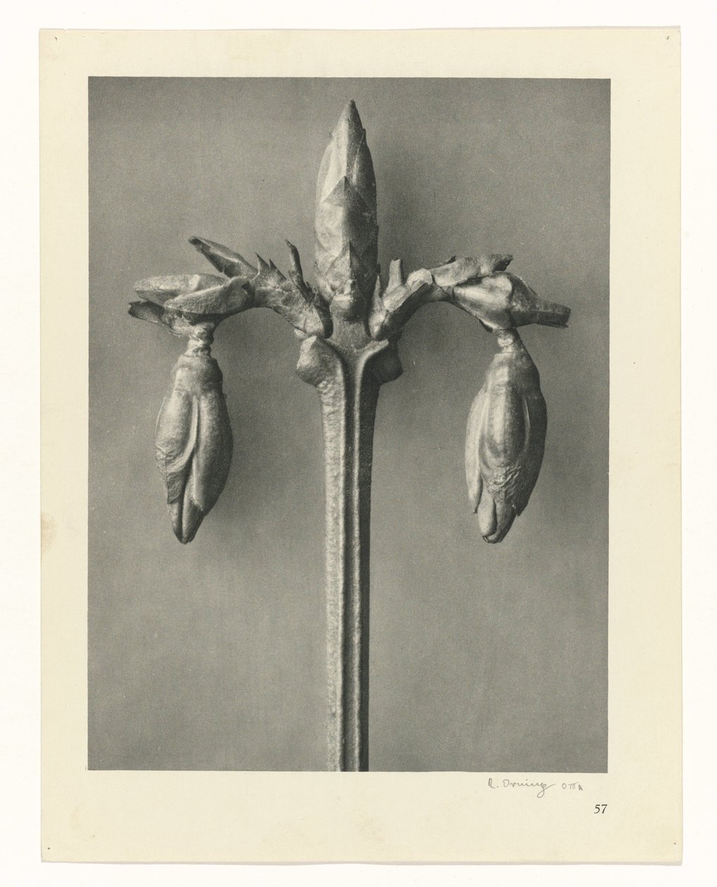 Studi di piante (serie Urformen der Kunst: immagini fotografiche di piante) da Karl Blossfeldt