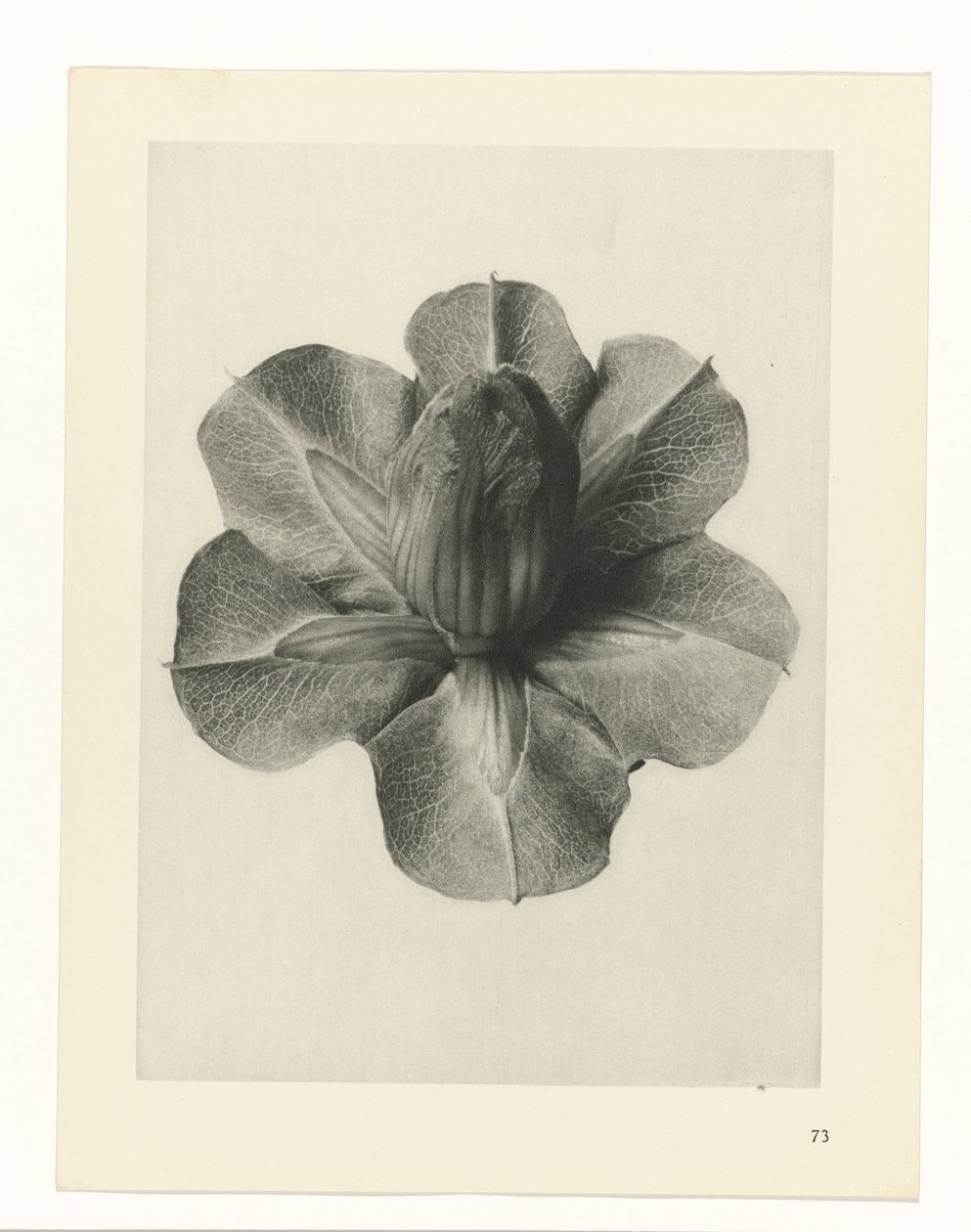 Studi di piante (serie Urformen der Kunst: immagini fotografiche di piante) da Karl Blossfeldt