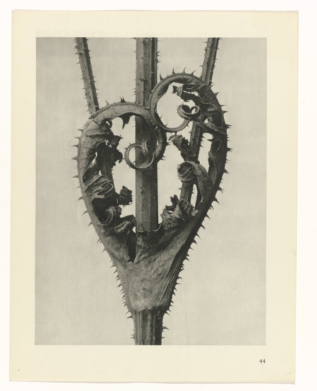 Studi di piante (serie Urformen der Kunst: immagini fotografiche di piante) da Karl Blossfeldt