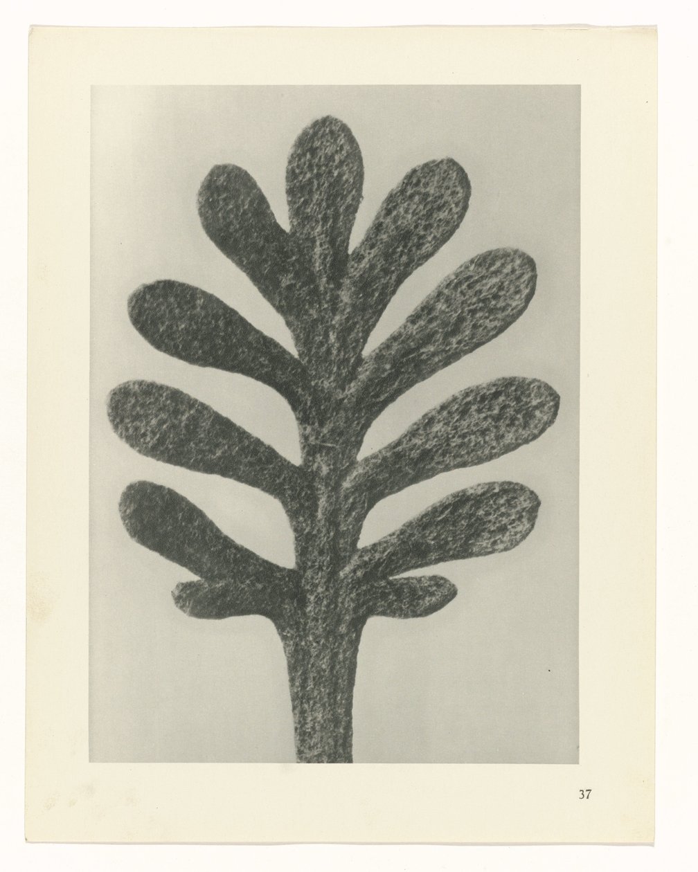 Studi di piante (serie Urformen der Kunst: fotografie di piante) da Karl Blossfeldt