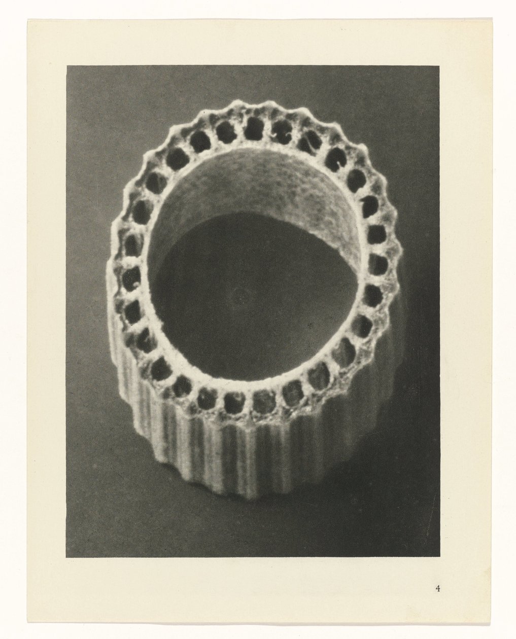 Studi di piante, Urformen der Kunst: fotografie di piante (titolo della serie) da Karl Blossfeldt
