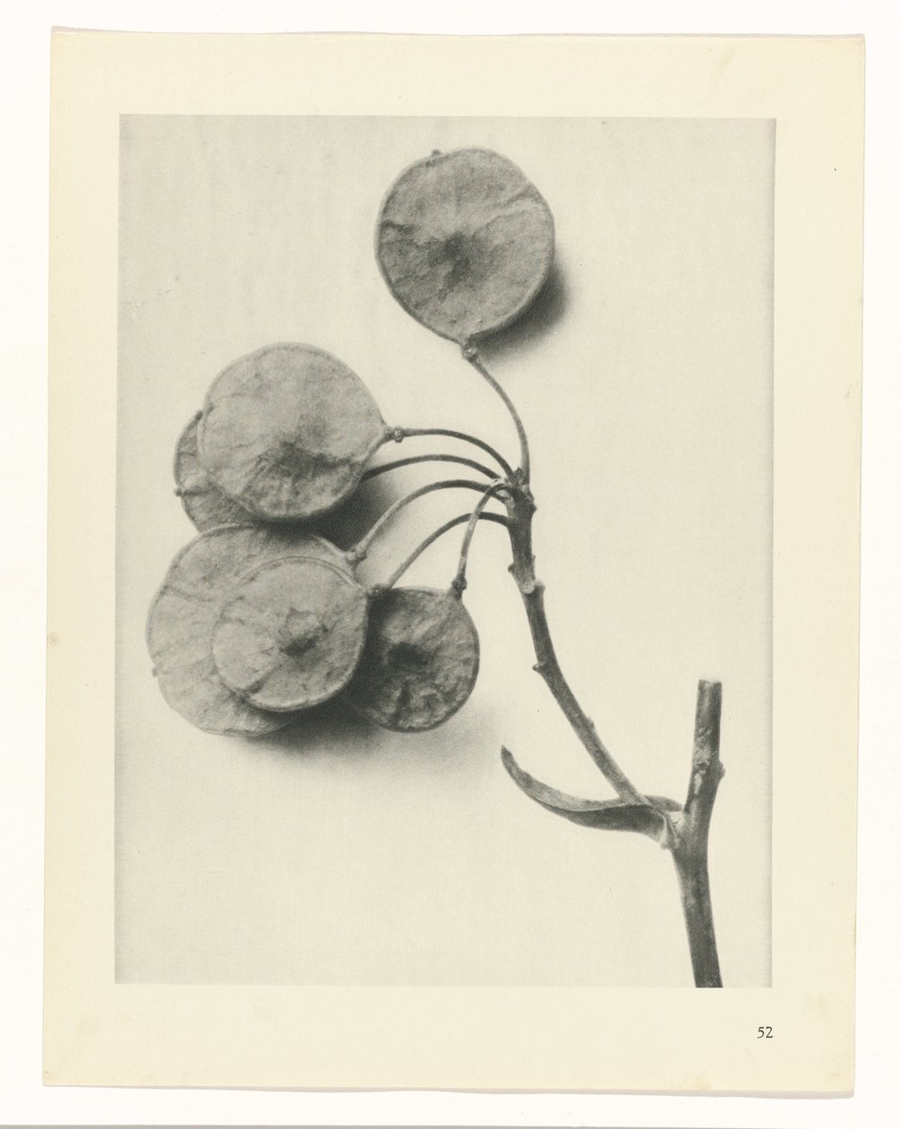Studio di piante da Karl Blossfeldt