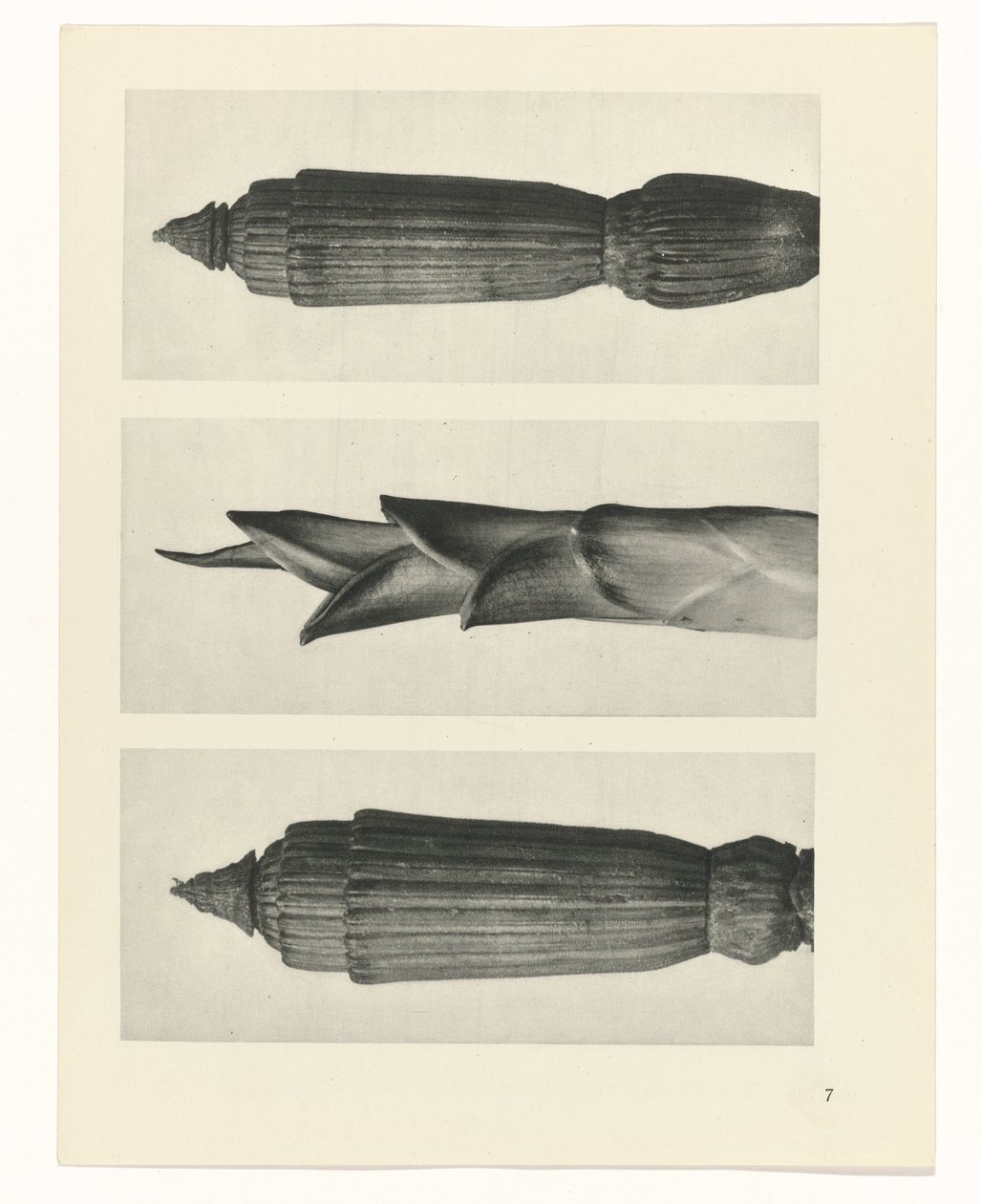 Studio di piante da Karl Blossfeldt