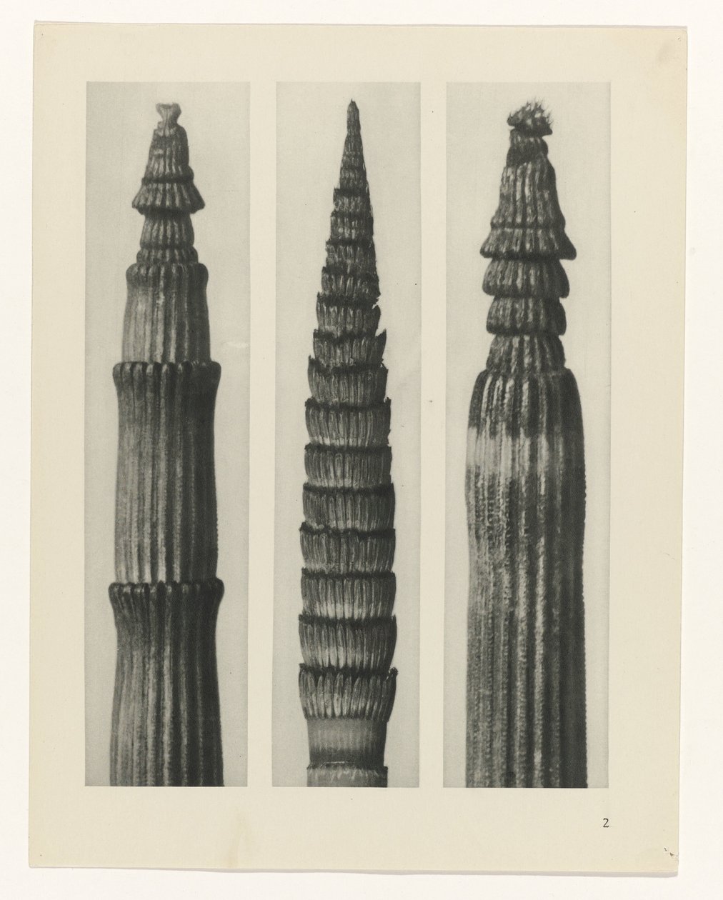 Studio di piante da Karl Blossfeldt