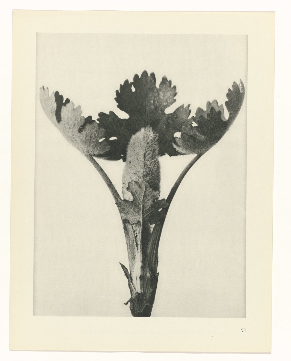 Studio di piante da Karl Blossfeldt
