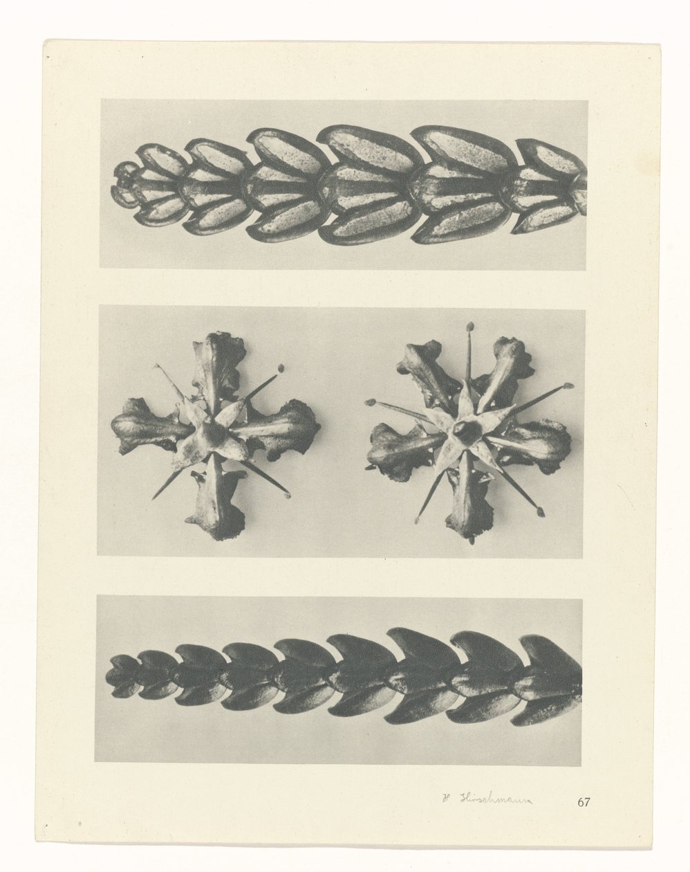 Studio di piante da Karl Blossfeldt