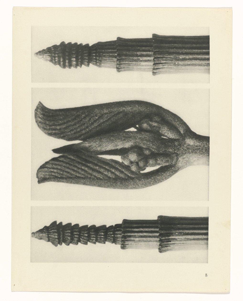 Studio di piante da Karl Blossfeldt