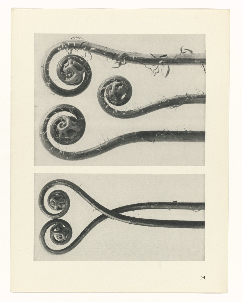Studio di piante da Karl Blossfeldt