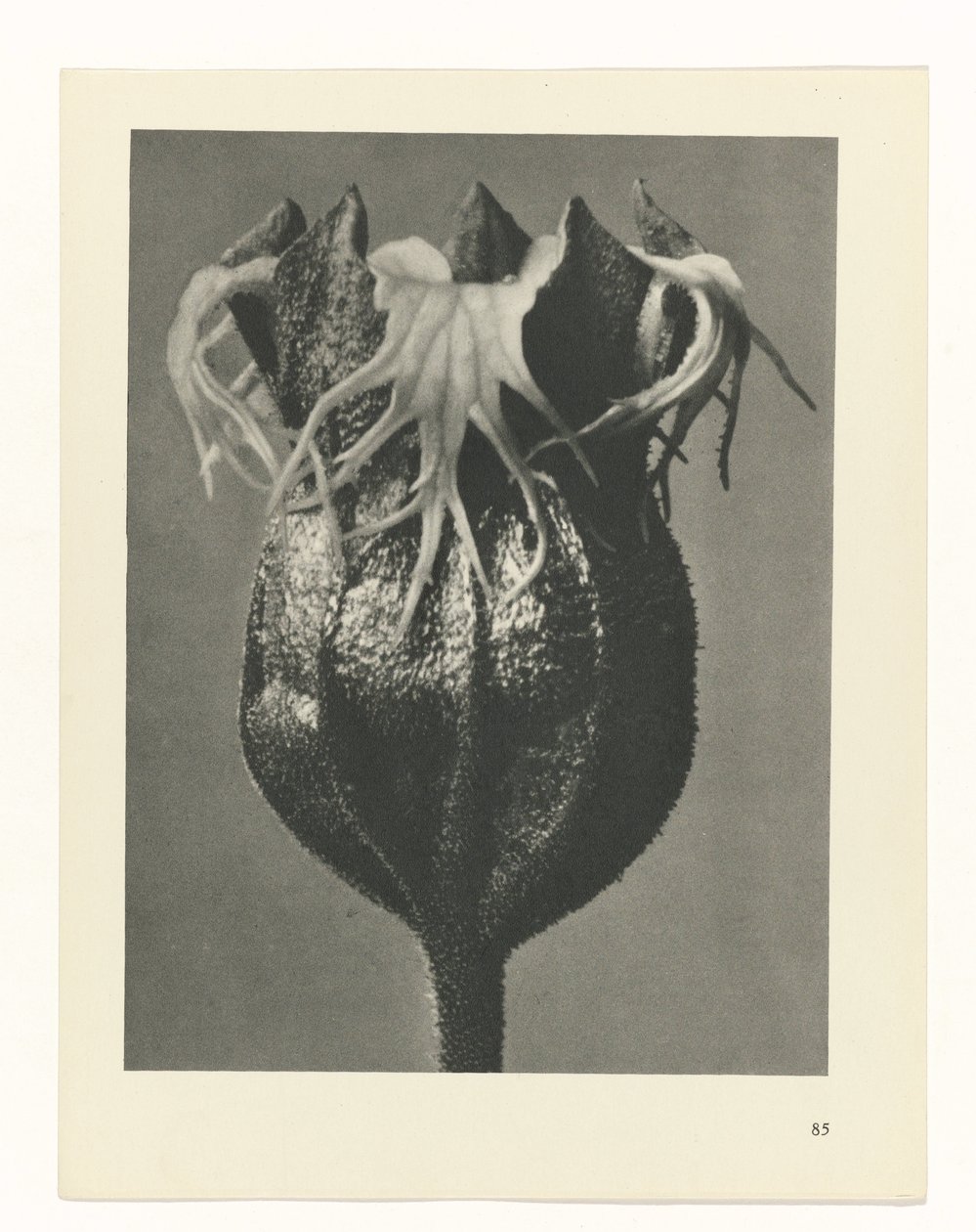 Studio di piante da Karl Blossfeldt